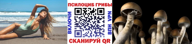 Купить  Кувшиново  Псилоцибиновые грибы мухоморы 